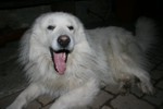 Billy